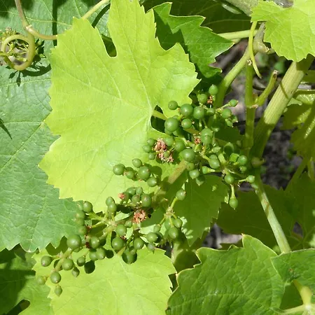 Pensión Brunnenhof 4*