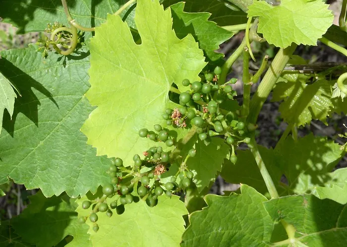 Guest house Brunnenhof 4*